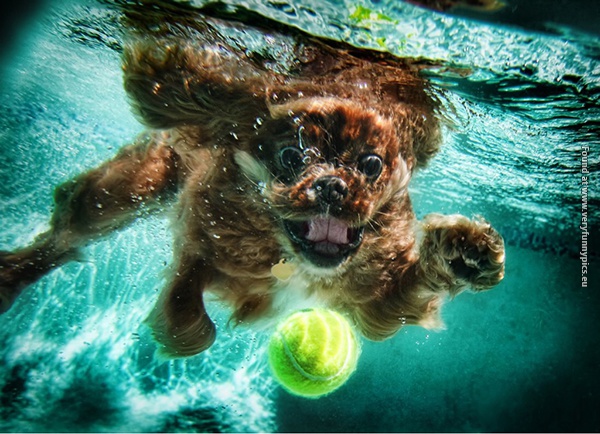funny picturse dogs chasing balls 06