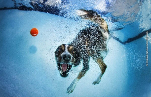 funny picturse dogs chasing balls 10