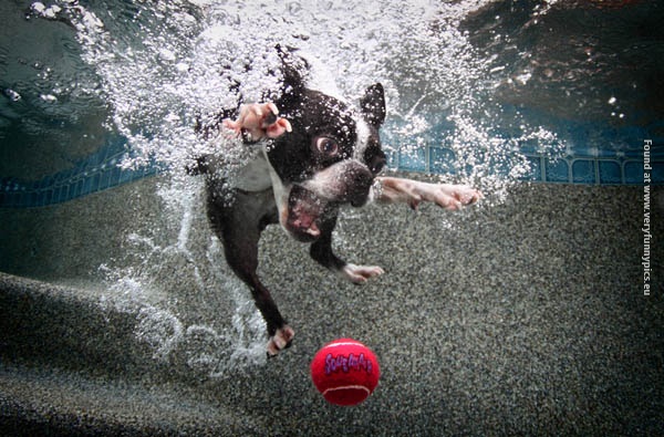 funny picturse dogs chasing balls 12