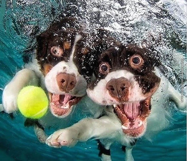 funny picturse dogs chasing balls 13
