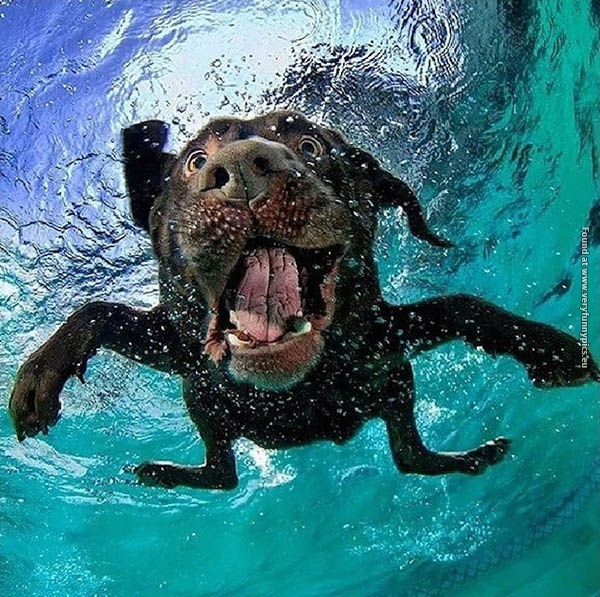 funny picturse dogs chasing balls 15