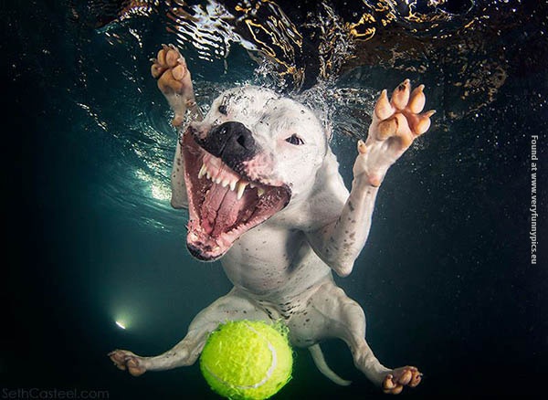 funny picturse dogs chasing balls 16