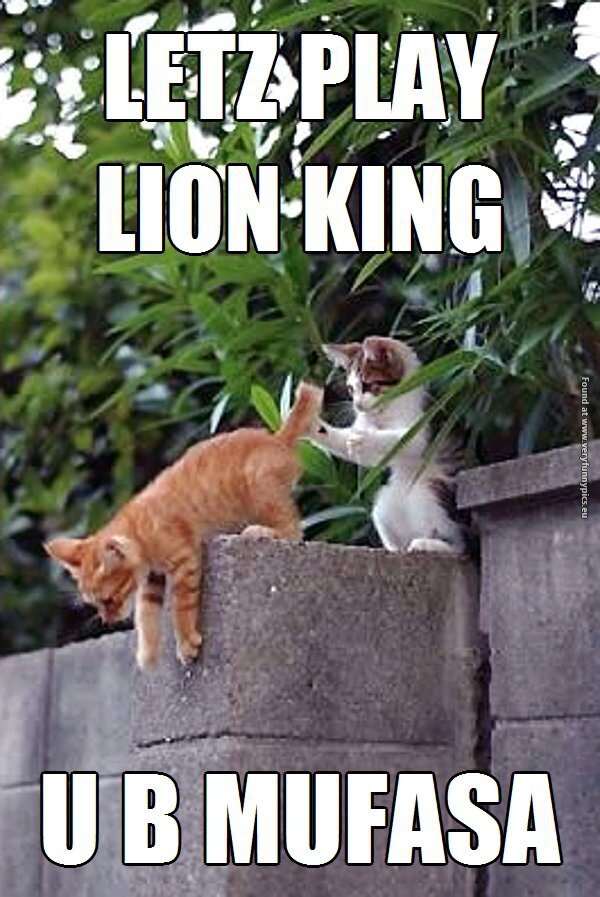 funny pictures cats playing lion king