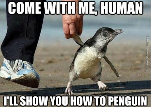 funny pictures penguin teacher