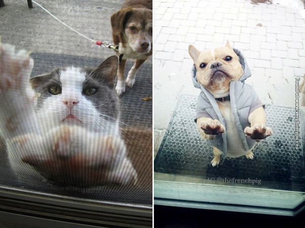 funny pictures pets that wants to come inside 01