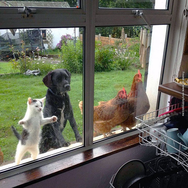 funny pictures pets that wants to come inside 02