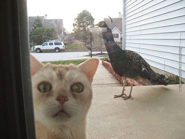 funny pictures pets that wants to come inside 07