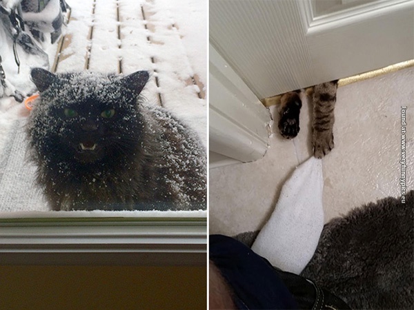funny pictures pets that wants to come inside 08