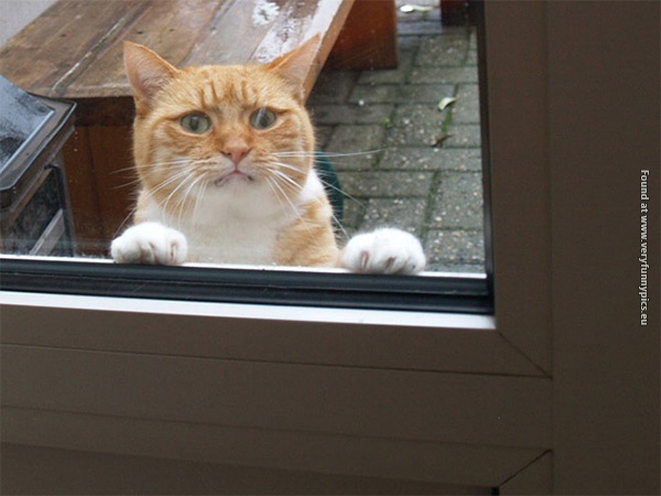 funny pictures pets that wants to come inside 10