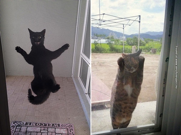 funny pictures pets that wants to come inside 13
