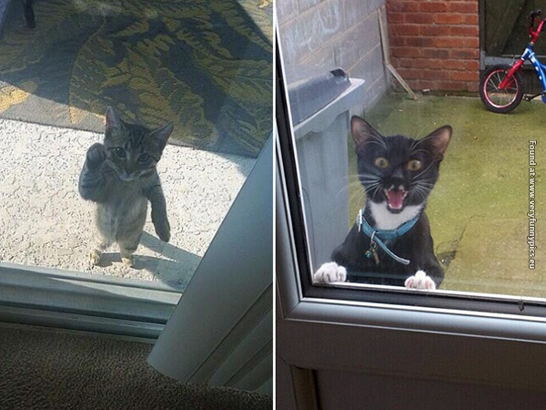funny pictures pets that wants to come inside 14