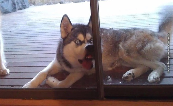 funny pictures pets that wants to come inside 15