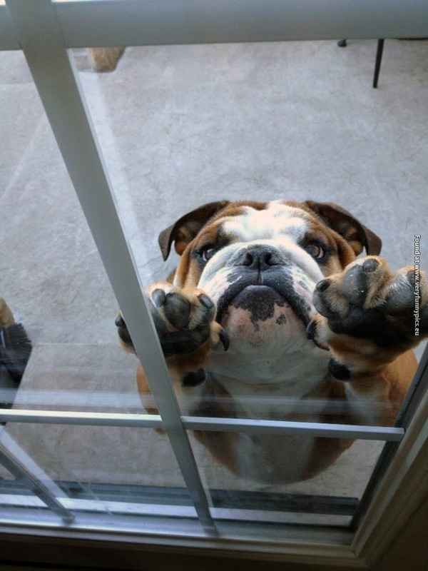 funny pictures pets that wants to come inside 16