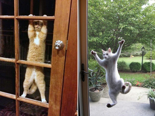 funny pictures pets that wants to come inside 17