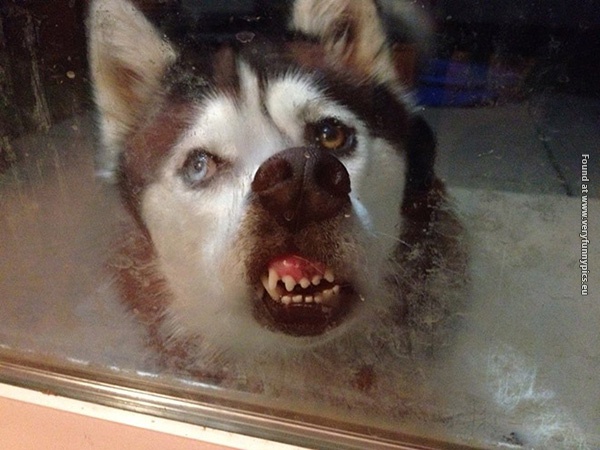 funny pictures pets that wants to come inside 18