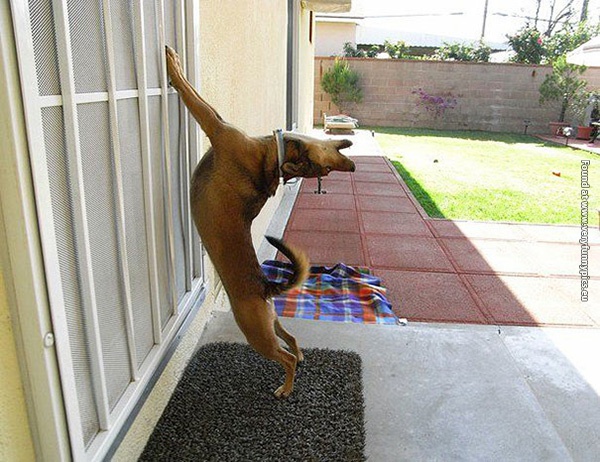 funny pictures pets that wants to come inside 21