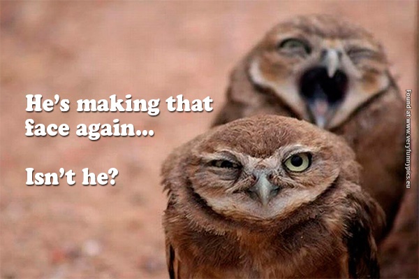 funny-pictures-that-face-owl