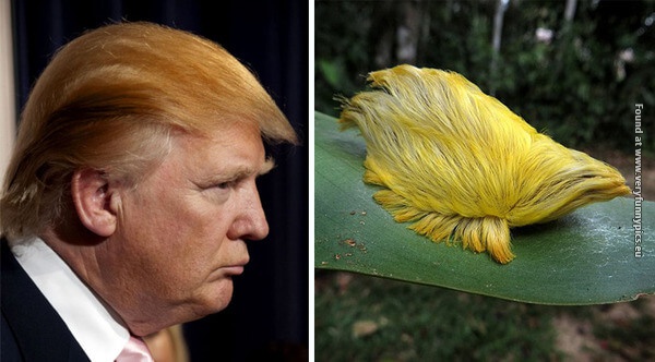 funny pictures donald trump lookalikes 03