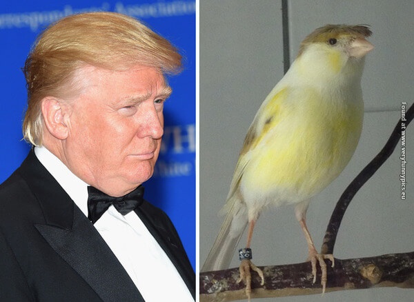 funny pictures donald trump lookalikes 05