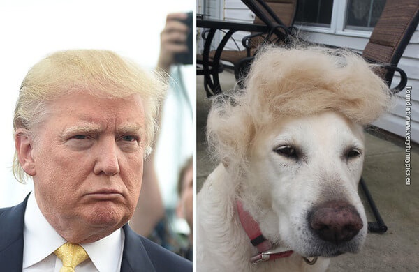 funny pictures donald trump lookalikes 06