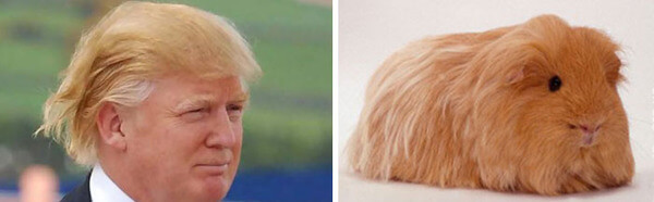 funny pictures donald trump lookalikes 08