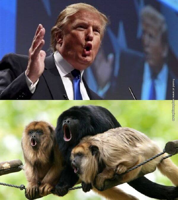 funny pictures donald trump lookalikes 09