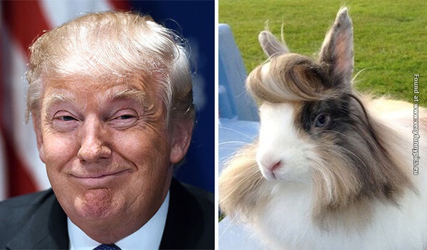 funny pictures donald trump lookalikes 11