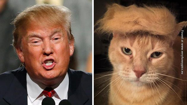 funny pictures donald trump lookalikes 12