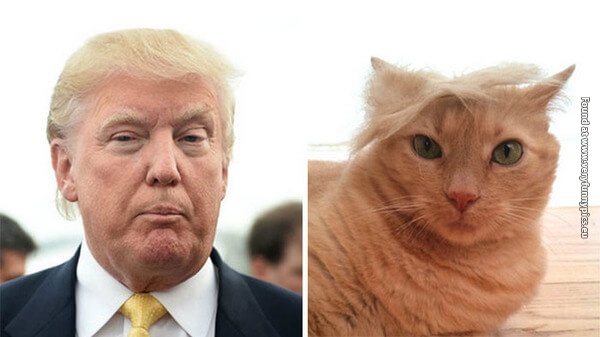 funny pictures donald trump lookalikes 13