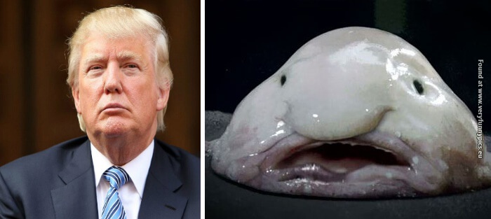 funny pictures donald trump lookalikes 16