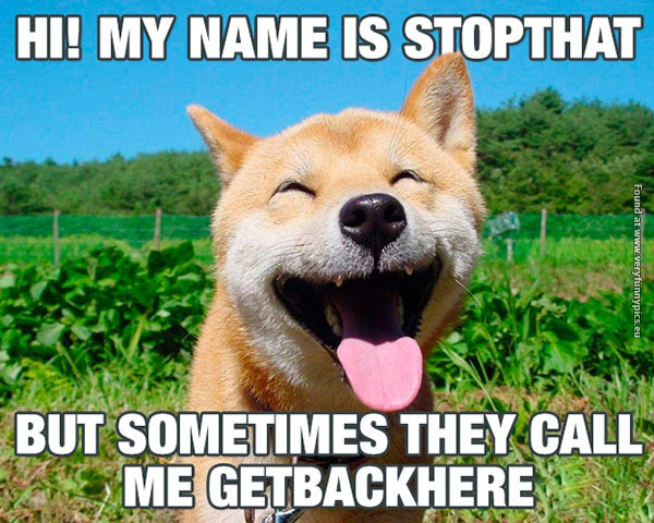 funny-pictures-stopthat-dog-getbackhere