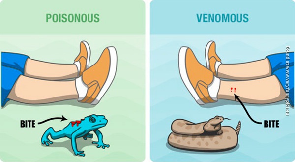 funny-pictures-the-difference-between-poisonous-and-venomous