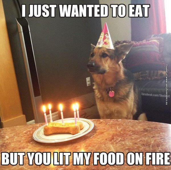 funny pictures unhappy dog birthday