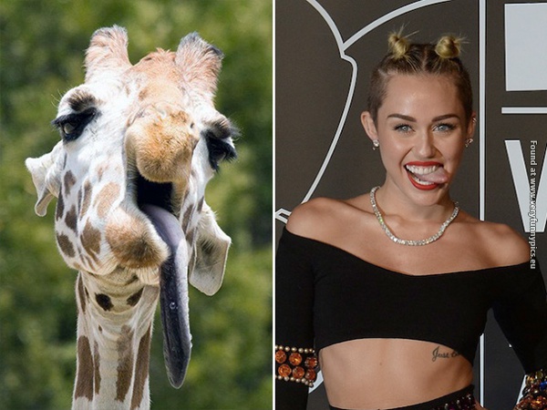 funny picturs celebrity lookalikes 11