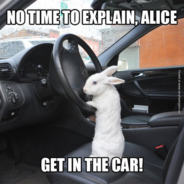 funny pictures bunny driving