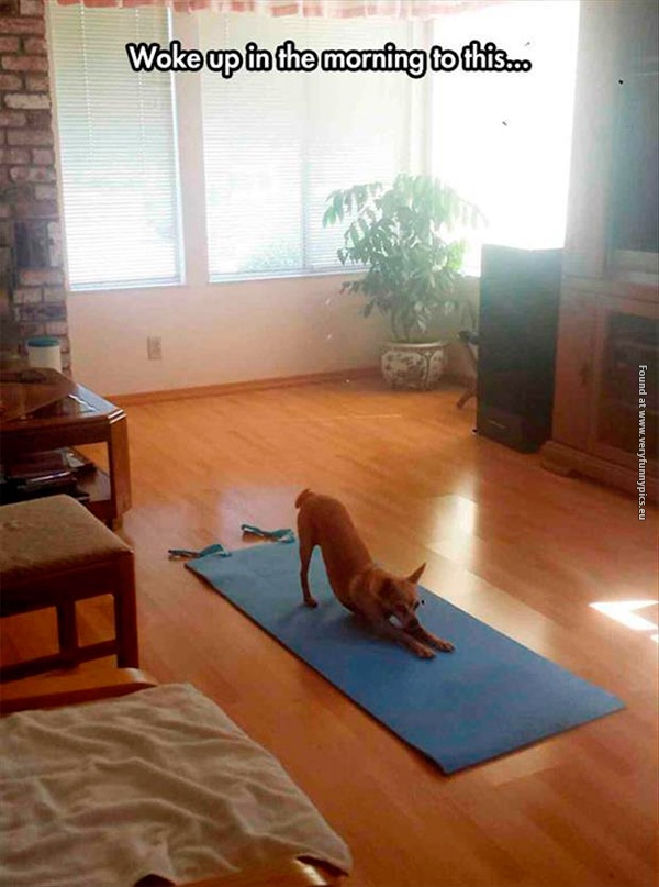 funny-pictures-dog-yoga