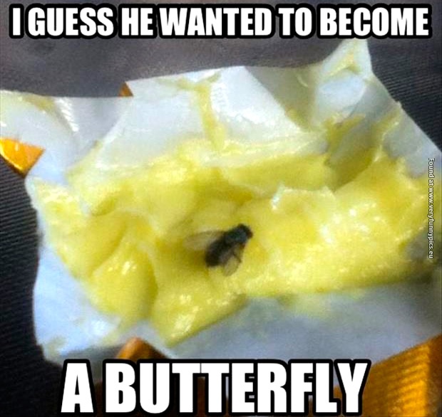 funny-pictures-fly-in-butter