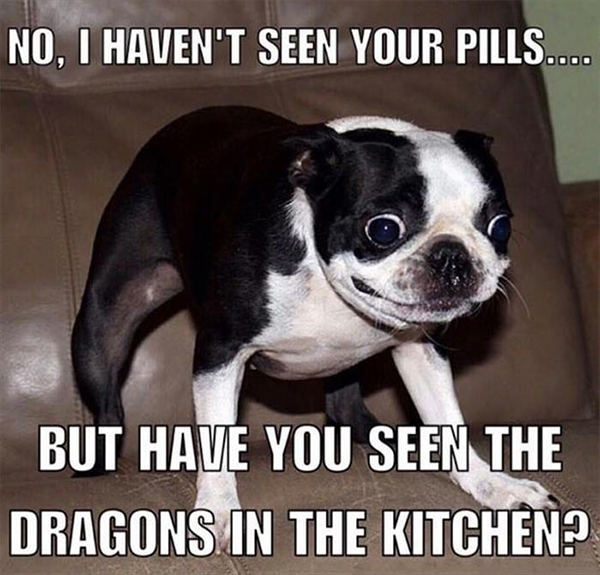 funny-pictures-high-dog-pills