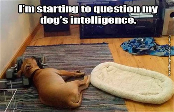 funny-pictures-my-dog-isnt-smart