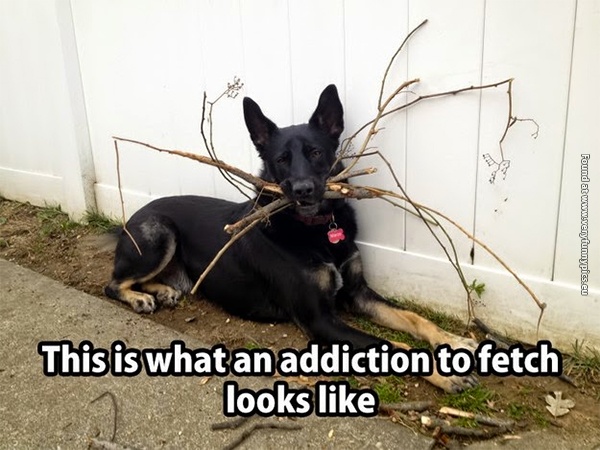 funny-pictures-addiction-to-fetch