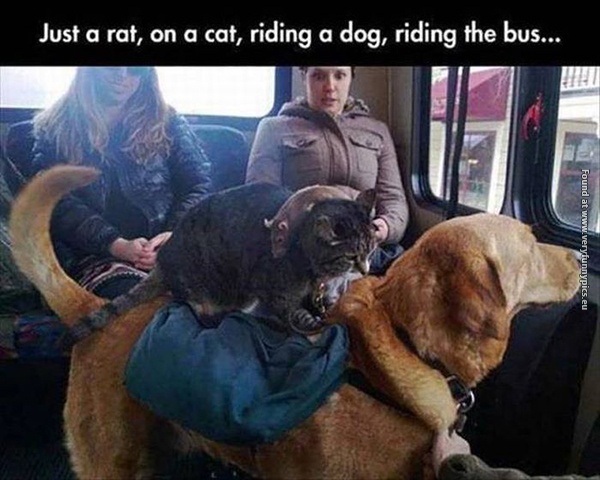 funny-pictures-rat-on-cat-on-dog-on-bus