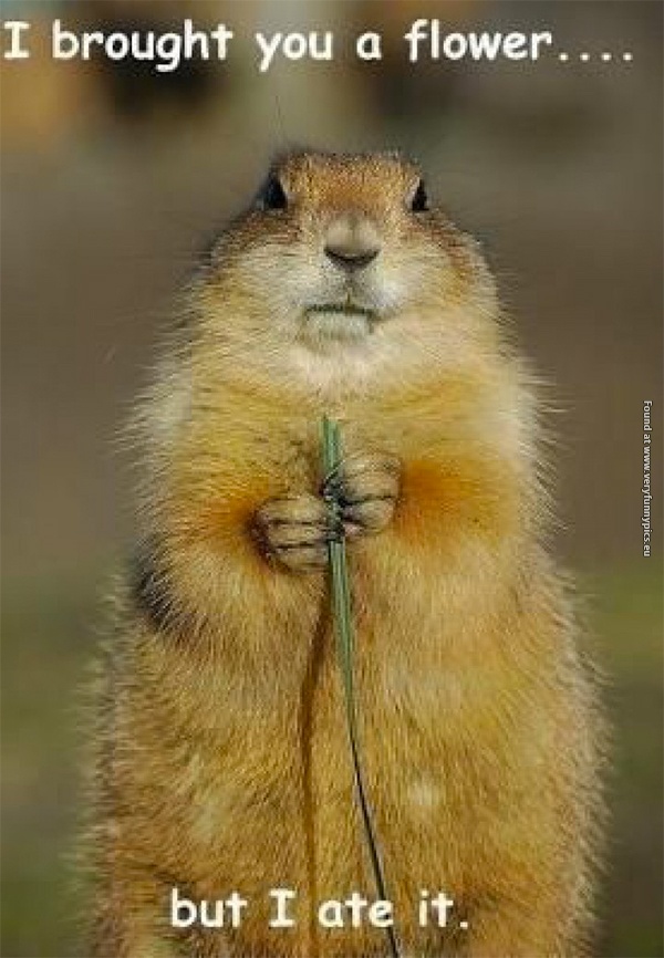 funny-pictures-squirrel-brought-you-flower