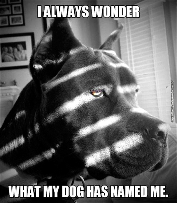 funny-pictures-what-my-dog-named-me
