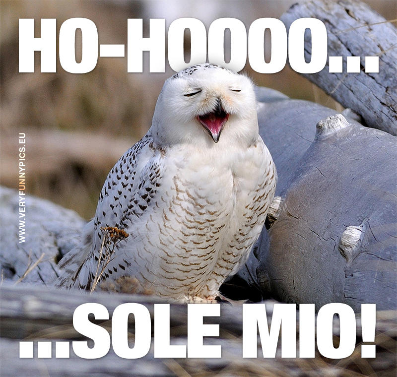 funny-pictures-opera-singing-owl