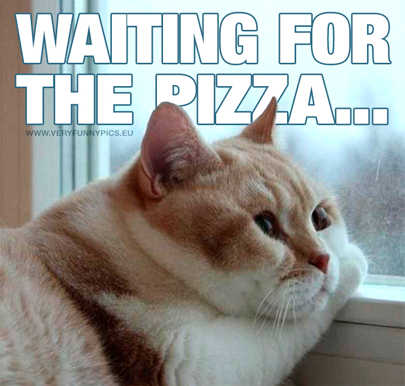 funny-pictures-waiting-for-the-pizza
