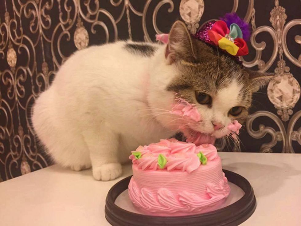 Cat eating cake 01