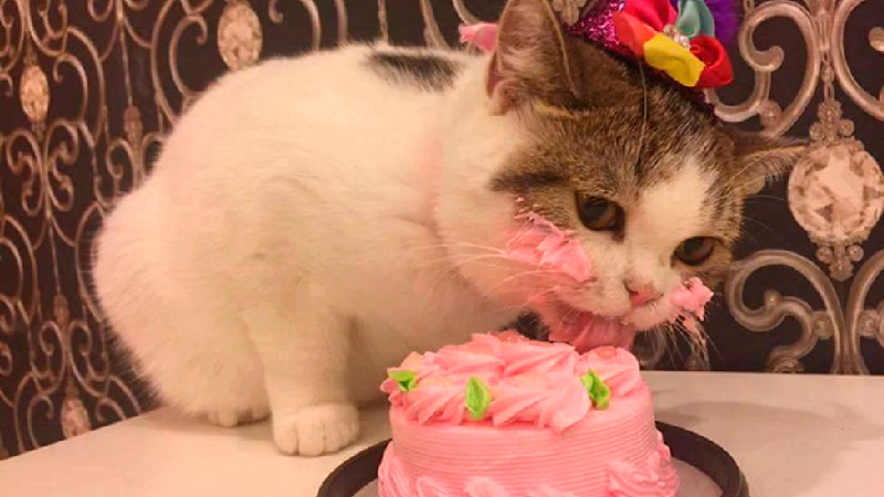 Cat eating cake on it's birthday