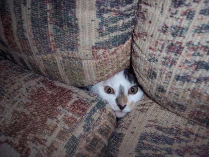 funny pictures animals hide and seek 10