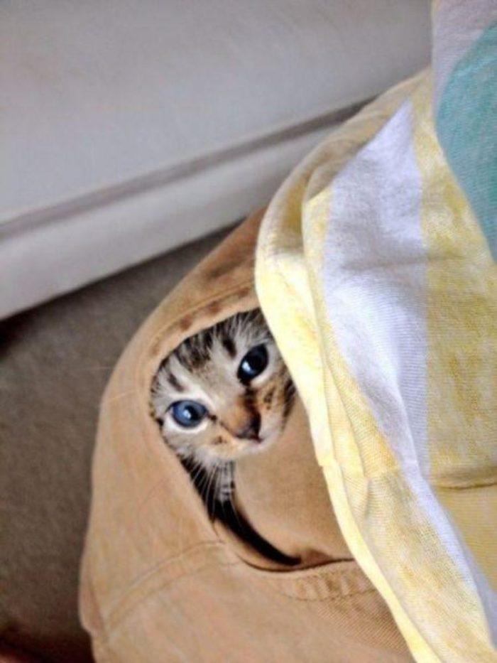 funny pictures animals hide and seek 14