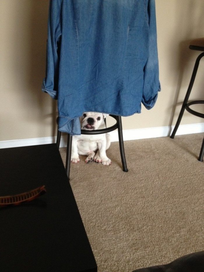 funny pictures animals hide and seek 15